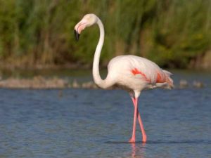 flamingo-4