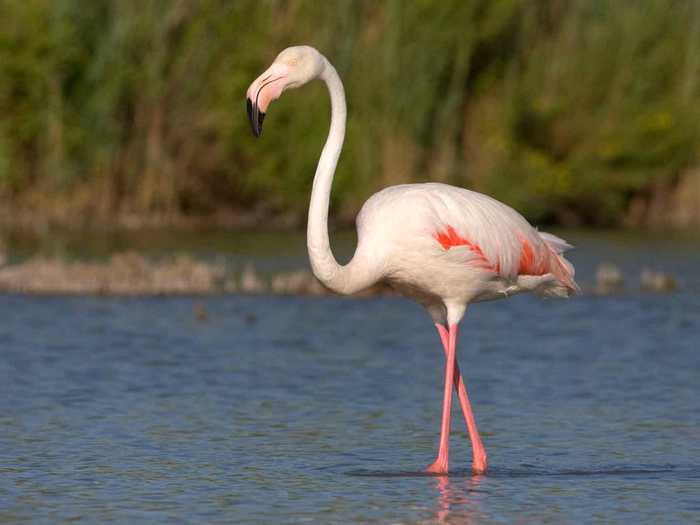 Фламинго-птица-Описание-и-образ-жизни-фламинго-4