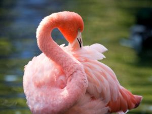 flamingo-5 фото