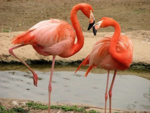 Пара фламинго фото