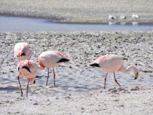 flamingo-8 фото