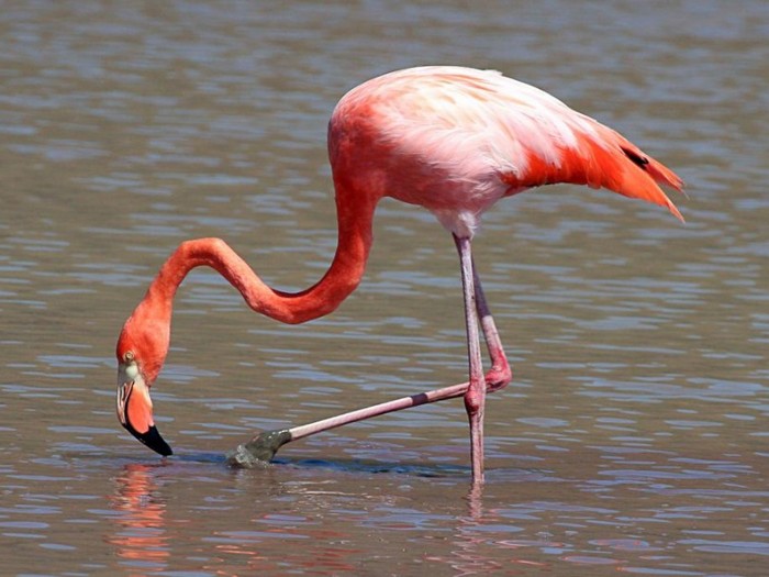 Фламинго-птица-Описание-и-образ-жизни-фламинго-1