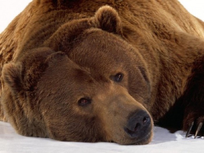 Интересные факты о медведях для детей. 50 фактов о медведе