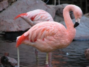 Равноправие у фламинго фото