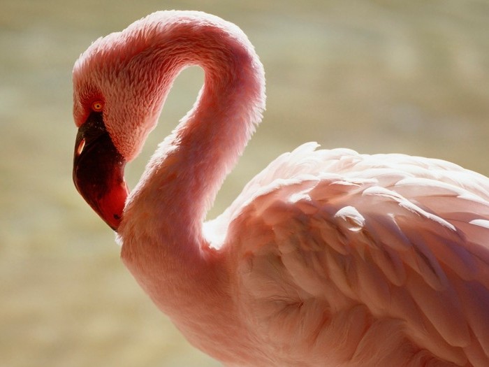 Длинношеий фламинго