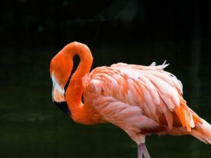 Большой Фламинго фото