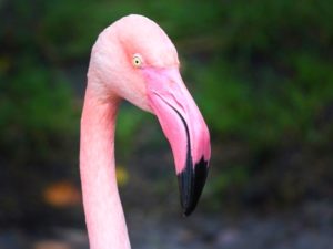 Чувствительный фламинго фото