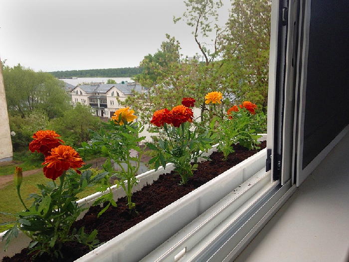 Цветы для балкона - бархатцы