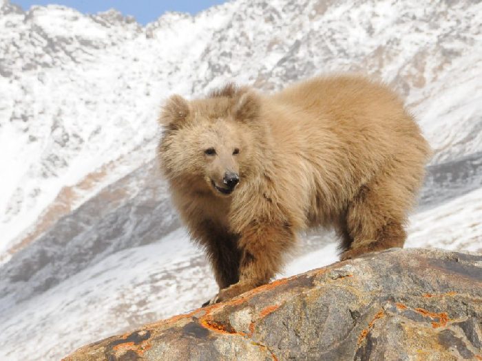 Альпинистам повстречался тяньшаньский белокоготный медведь — Новости  Шымкента
