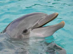 43 вида дельфинов фото