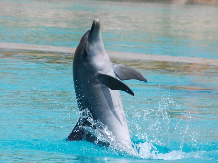 Дельфин защитник