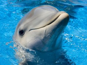 Такие разные дельфины фото
