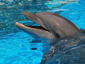 интересные факты о дельфине