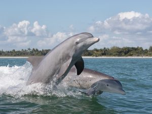 Плывущие дельфины