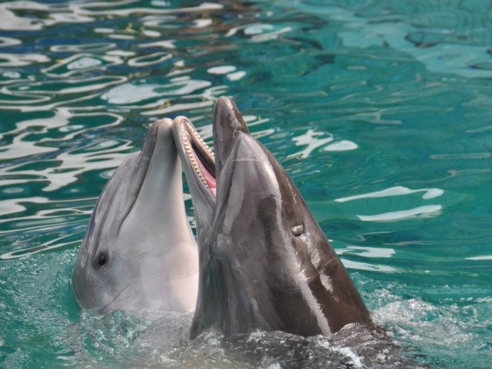 Дельфины - долгожители