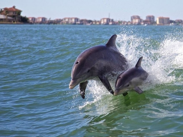 Дельфины у побережья