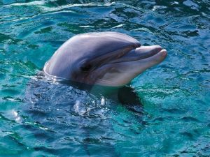 Где можно посмотреть дельфинов и китов