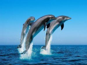 Прыжок дельфина фото