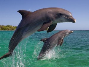 Два дельфина фото