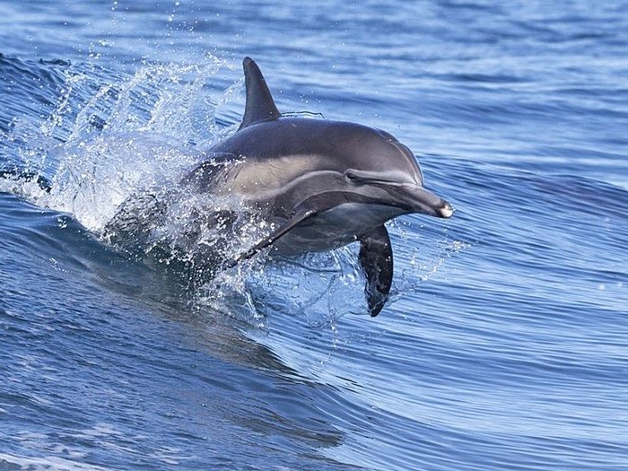 Скорость дельфина