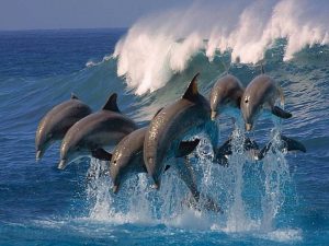 Стая дельфинов фото