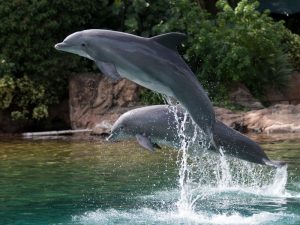 Дельфины у берега фото