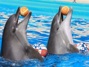 Дельфины с мячами фото