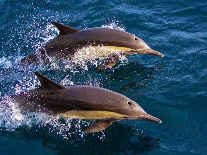 Охота дельфина