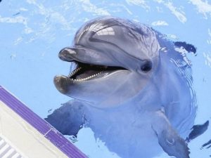 Взгляд дельфина фото