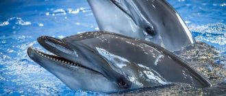 Интересные факты о дельфинах. 41 факт о дельфине