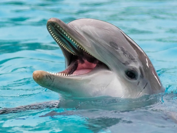 Дельфиньи особенности