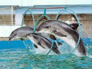 Выступление дельфинов фото