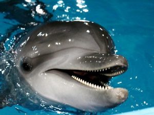 Дельфин спасатель фото