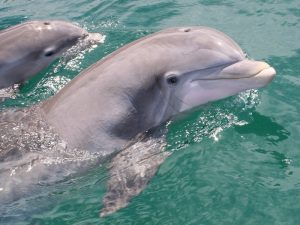 Пара дельфинов фото