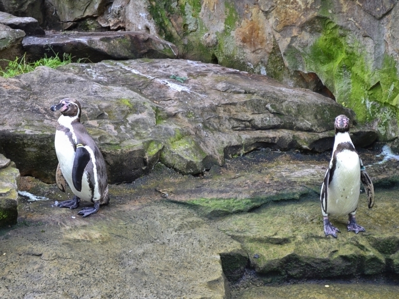 Пара пингвинов в зоопарке