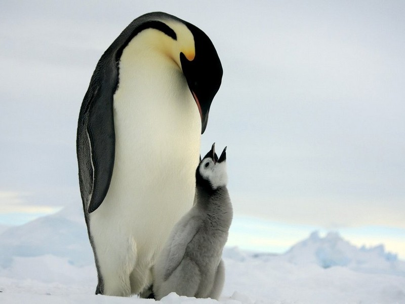 интересные факты о пингвинах для детей