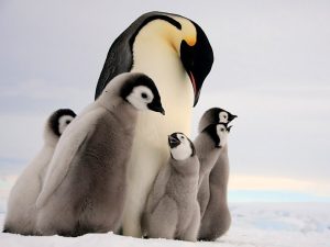 Детеныши Императорского пингвина фото