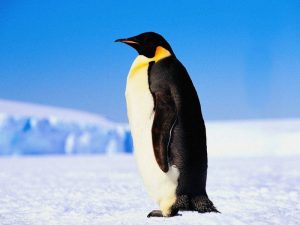 Смотрящий пингвин фото