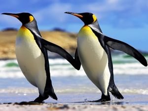 Пингвины помнят динозавров фото