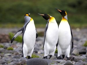 Пингвинья троица фото
