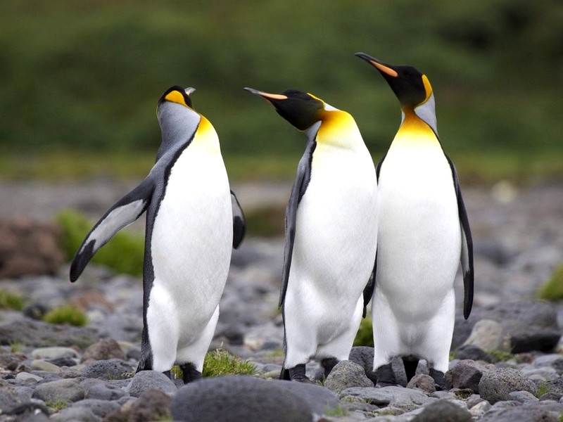 Пингвинья троица