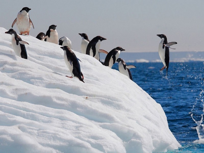 Прыжок пингвина