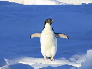 Пингвинёнок фото