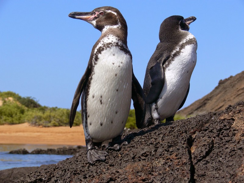 Такие разные пингвины