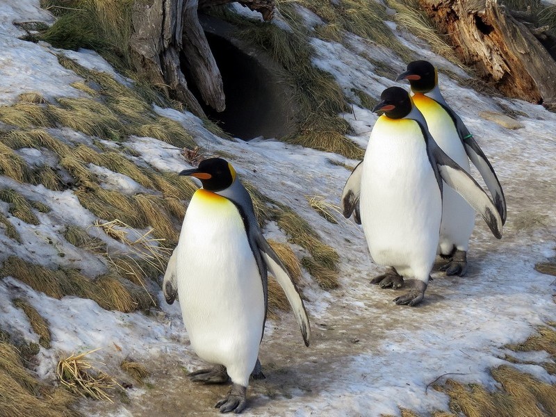 Пингвинья походка