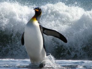 Пингвин на берегу фото