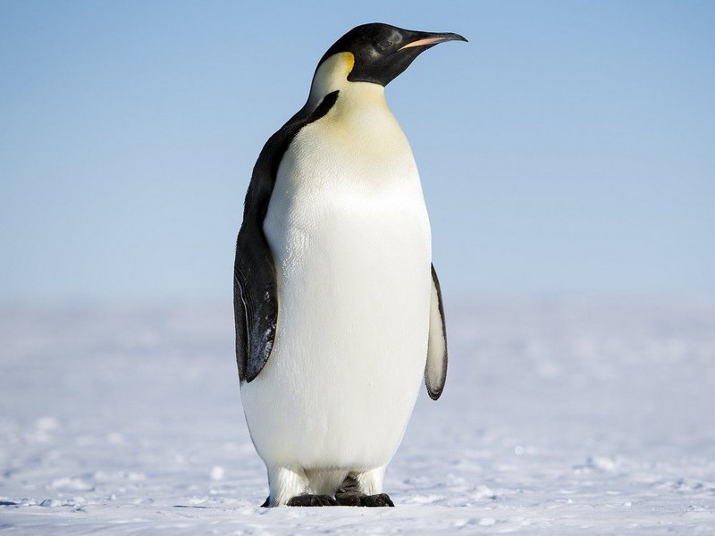Королевский пингвин сэр Нильс Олав