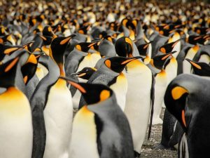 Колония Императорских пингвинов