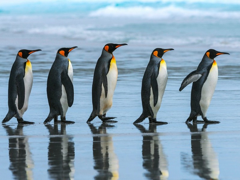 Пингвинья шеренга