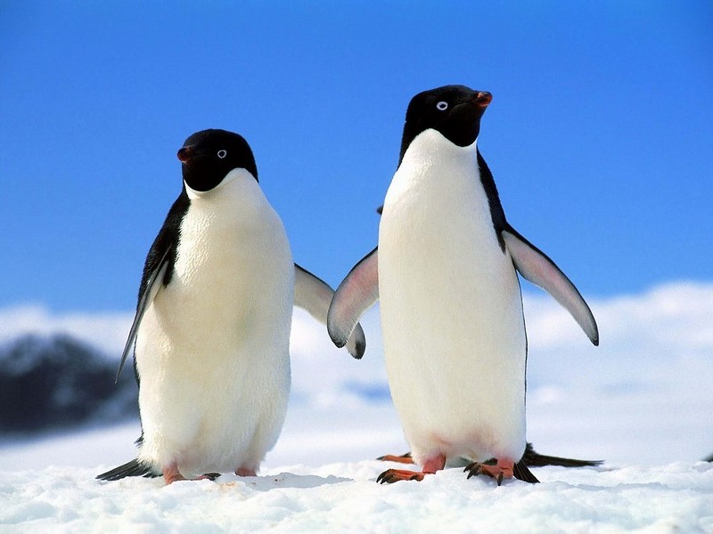 Такие милые пингвины